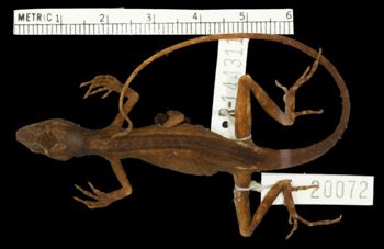 Media type: image;   Herpetology R-144311
